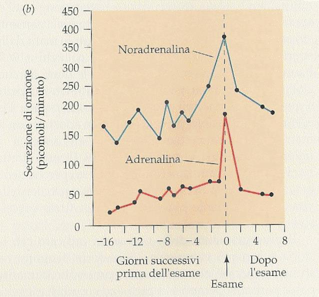 Adrenalina e noradrenalina La liberazione di catecolamine da parte della midollare prepara l organismo a far fronte ad una emergenza immediata mediante la fuga o la lotta Poiché è richiesta una
