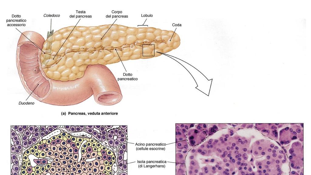 Pancreas endocrino - isolette all