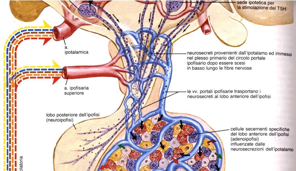 Adenoipofisi - tipica ghiandola