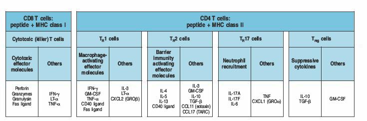 Le funzioni effettrici delle cellule T sono