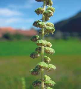 Pelinolistna žvrklja je severnoameriška rastlina, ki se že kakih 20 let zelo hitro širi tudi po Sloveniji.
