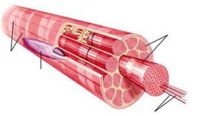 Il tessuto muscolare Il tessuto muscolare è costituito da fasci di cellule