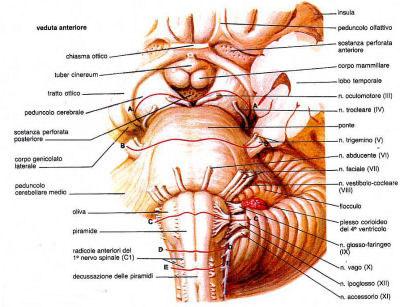 6 Nuclei dei nervi cranici Fig 5: il tronco cerebrale lato anteriore Il cervelletto E un importantissimo centro del sistema nervoso centrale tanto specializzato per forma e funzione da configurarsi