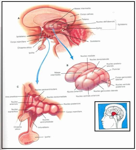 7 Il diencefalo Punto di arrivo e di integrazione delle informazioni sensoriali visive,uditive,tattili.