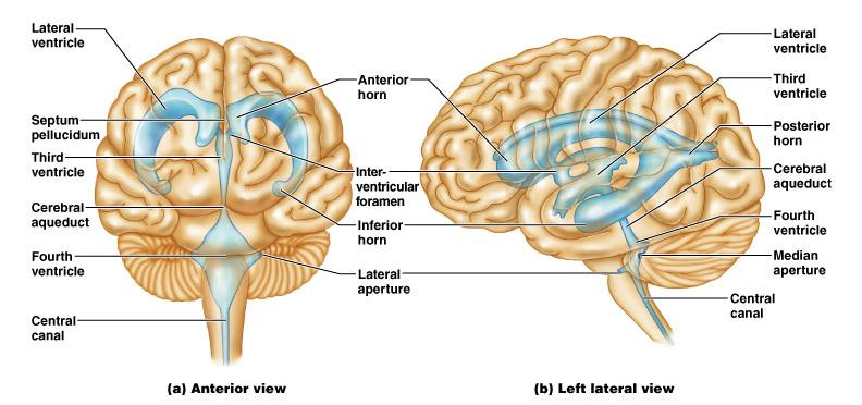 Ventricoli Ripieni di fluido cerebrospinale Rivestiti di cellule ependimali In continuità fra di loro In continuità col canale