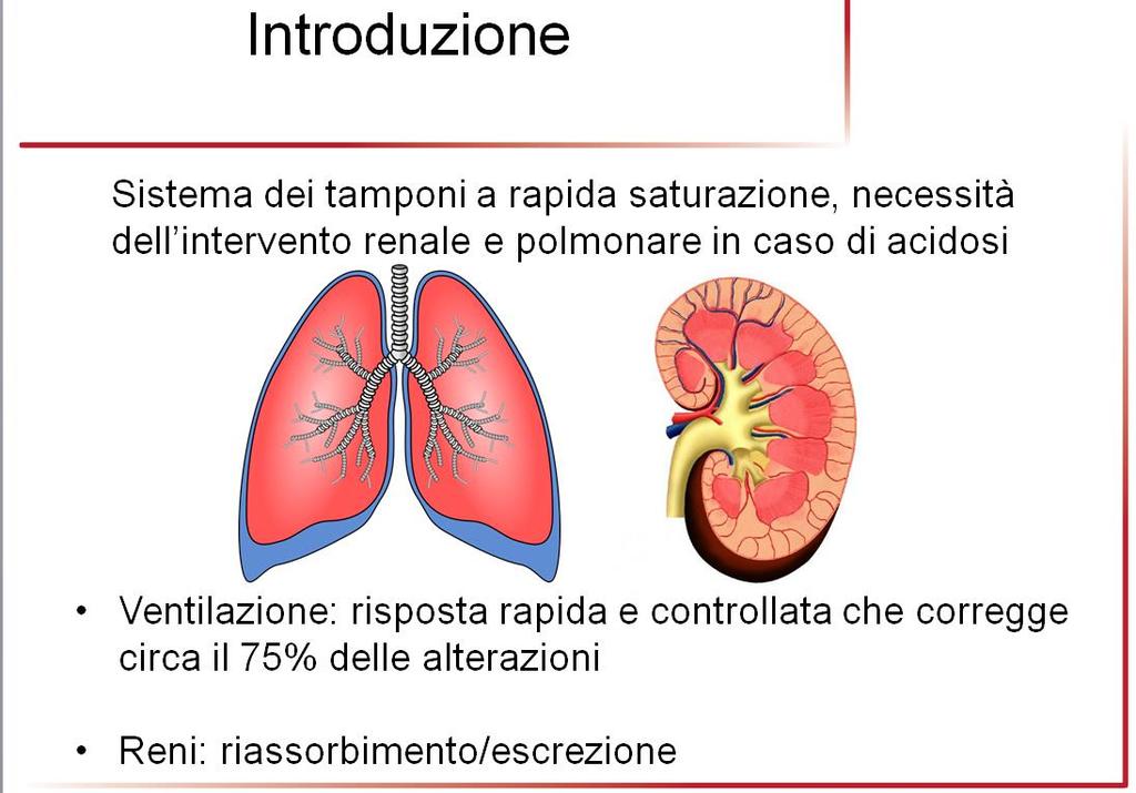 riguardanti l escrezione ed il riassorbimento dell idrogeno e dei bicarbonati.