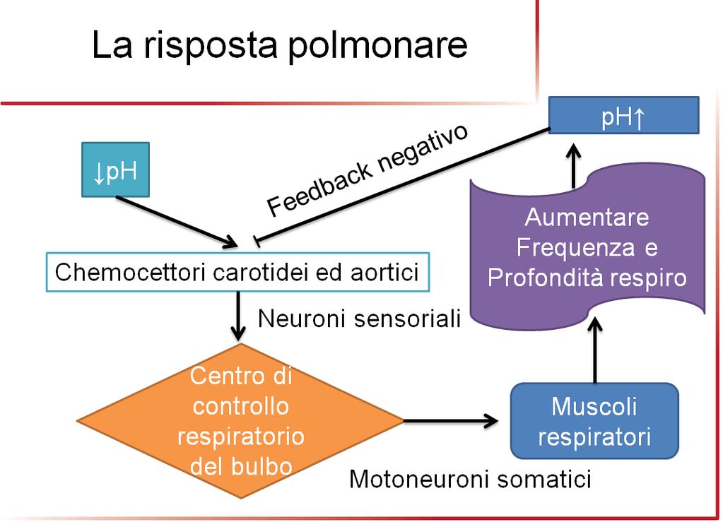 carotidee sono in grado di avvertire l aumento nel plasma della concentrazione degli ioni H +.