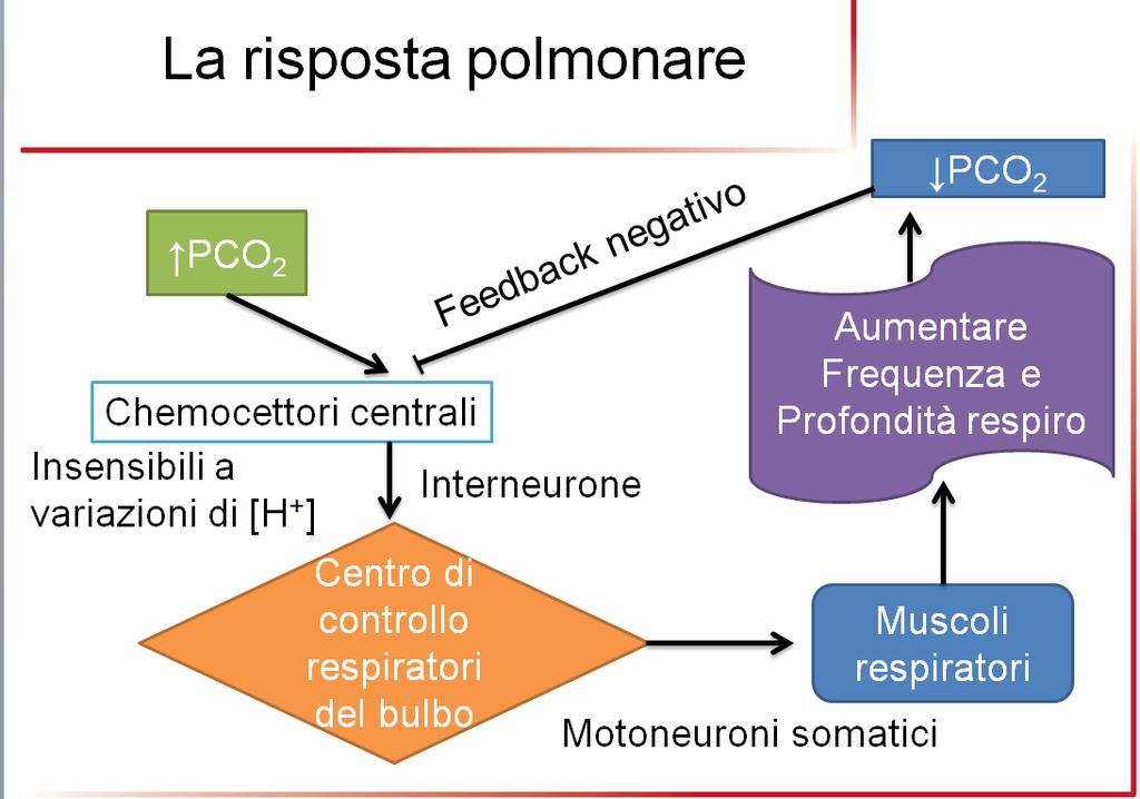 A tale meccanismo si associa anche quello che prevede la percezione a livello centrale delle modifiche al ph.