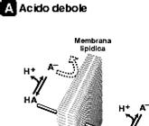 Acidi e basi Gli acidi deboli sono indissociati a ph acido (più idrofobi) e protonati a ph alcalino (più