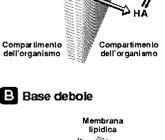 Le basi deboli sono protonate a ph acido (più idrofile) e indissociate a ph alcalino (più idrofobe) e tendono