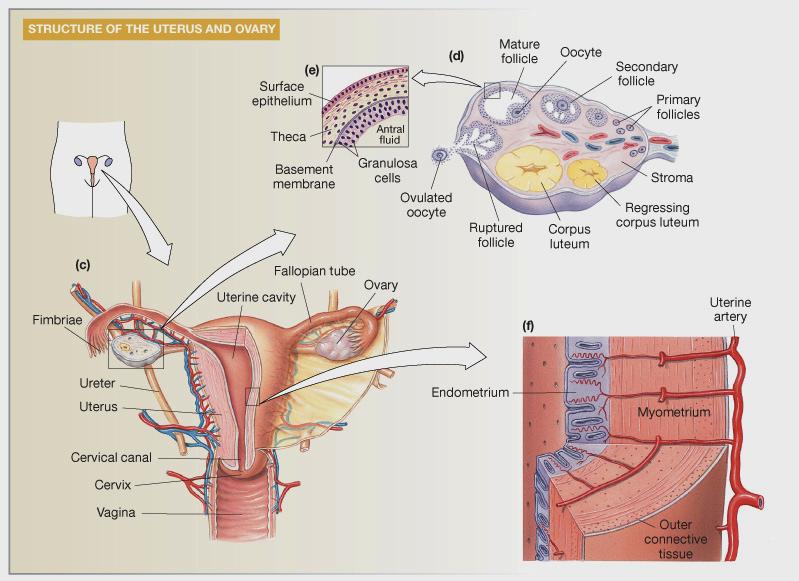 Ovary: Details of Histology & Physiology
