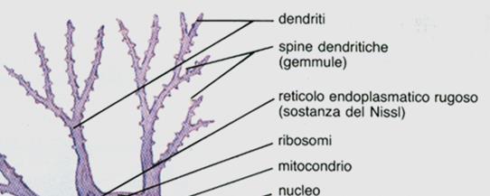 NEURONE: DENDRITI Essendo molto numerosi, permettono al Corpo Cellulare del Neurone di integrare un elevatissima quantità di informazioni I rapporti dei Dendriti con