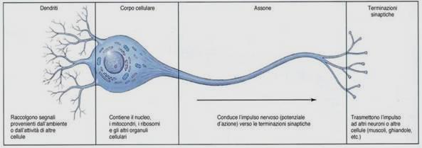 NEURONE: ASSONI Prolungamento UNICO che si diparte dal Pirenoforo del Neurone a livello del MONTICOLO ASSONICO che conduce l Impulso dal Pirenoforo verso altri distretti ASSOLEMMA = Membrana dell