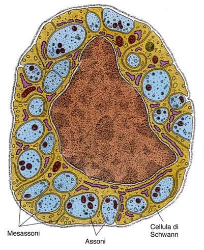 FIBRE NERVOSE AMIELINICHE Le FIBRE AMIELINICHE SOLAMENTE nel SNP posseggono una sorta di guaina molto meno complessa, determinata dalla Cellula di Schwann.