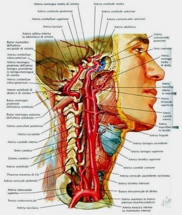 -SISTEMA DELL ARTERIA VERTEBRALE o SISTEMA