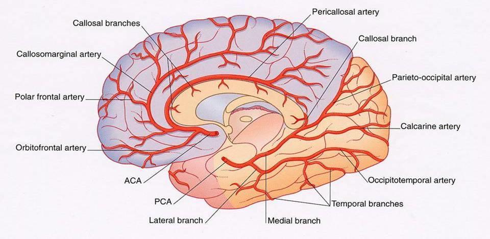 IRRORAZONE CORTICALE EMISFERI TELENCEFALICI PROIEZIONE MEDIALE