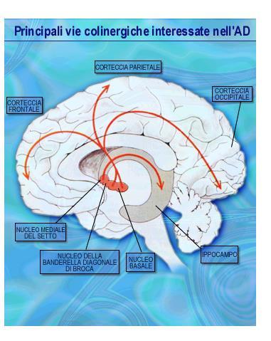 Teoria colinergica L enzima CAT catalizza la sintesi dell acetilcolina dai suoi precursori, la colina e l acetilcoenzima A e, pertanto,