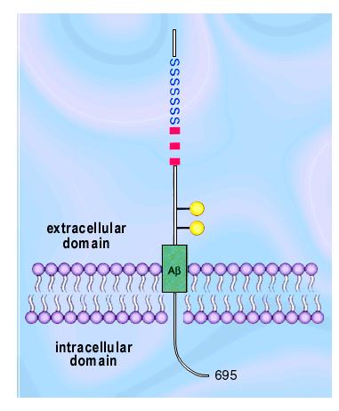 Neuropatogenesi: cascata dell amiloide Aß è un metallo-peptide con estremità carbossi-terminale in posizione 40