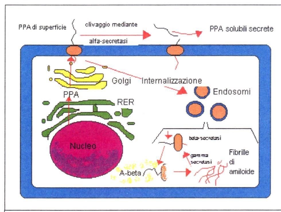 Neuropatogenesi: cascata dell amiloide La APP è una proteina transmembrana che viene sintetizzata nel RER e trasportato alle membrane cellulari.