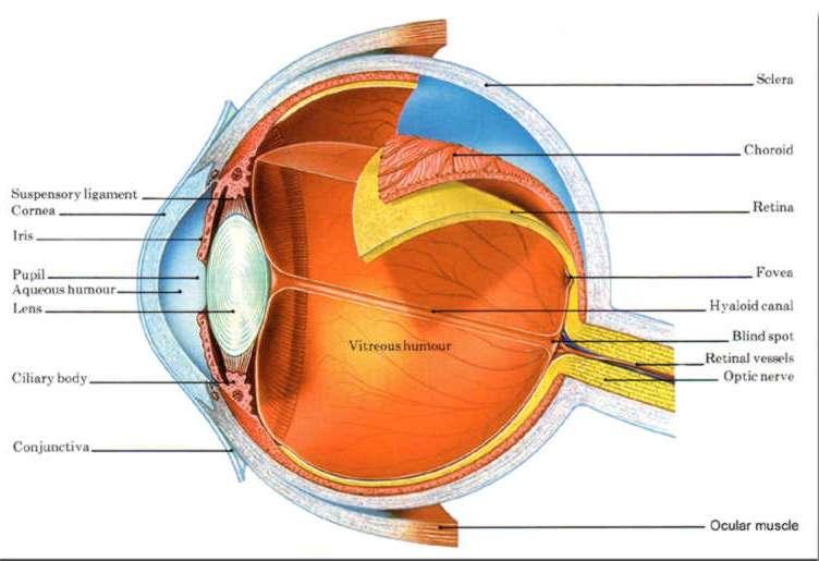 Anatomia Episclera Sclera Lamina fusca Istologia collagene (70-80%)