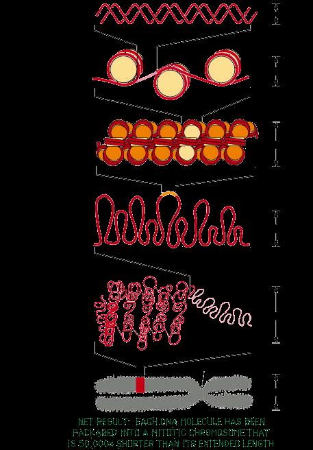 DNA PACKAGING Chromatin