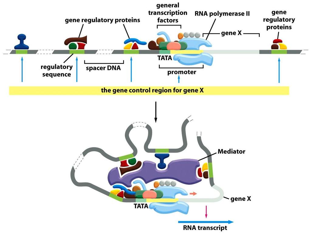 Figure 7-44 Molecular Biology of the