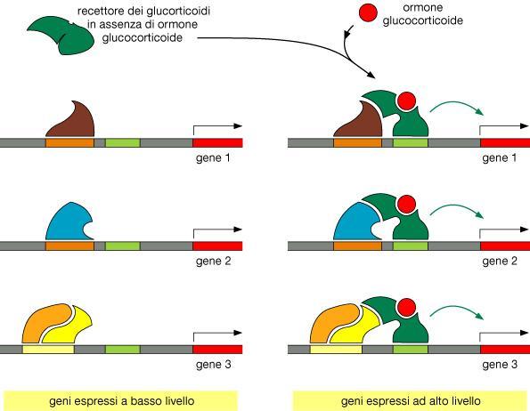 L espressione di una singola proteina regolatrice può