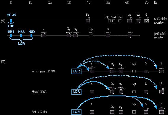 Moreover, each gene is turned on at a different stage of development.