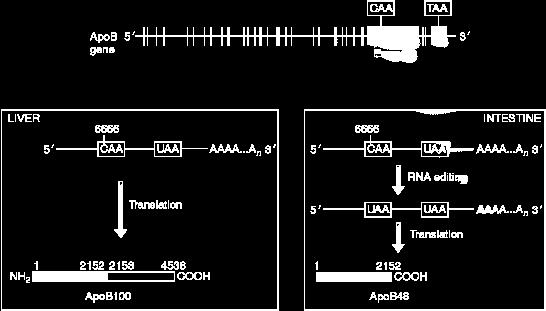 RNA