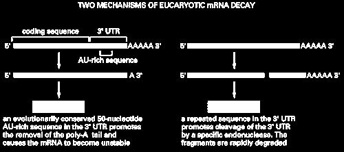 mrna DEGRADATION Importante ruolo del 3