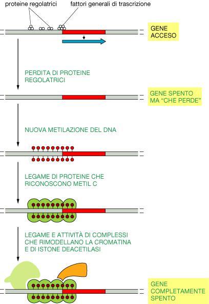 Come la metilazione del