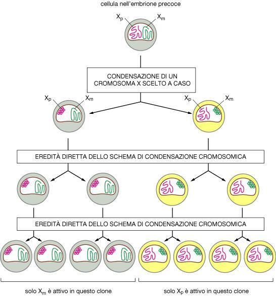 Inattivazione del cromosoma