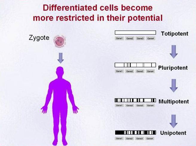 Methylated DNA from Zygote to