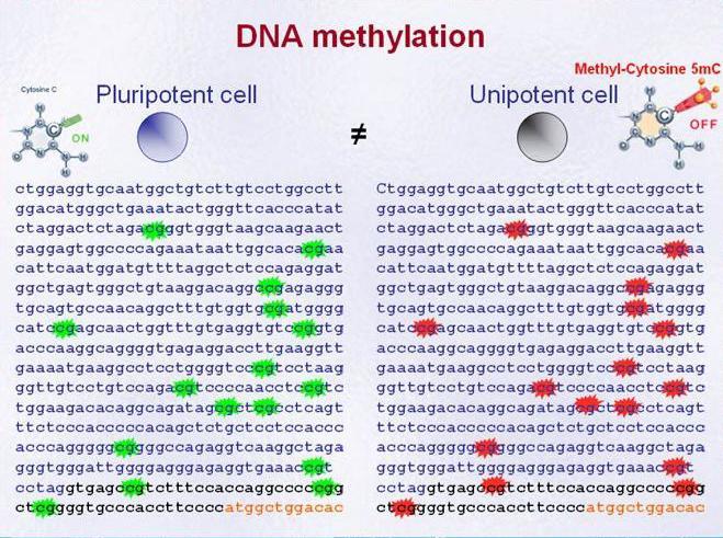 DNA Methylation Differentiates Totipotent Embryonic Stem Cells