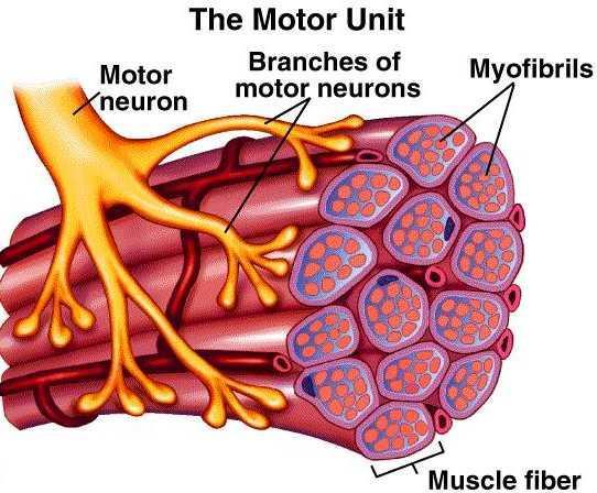 Questa cellula muscolare è innervata da un unico motoneurone: ciò significa che non deve integrare le informazioni di più neuroni per decidere se contrarsi o no, in qunato essa è controllata da un