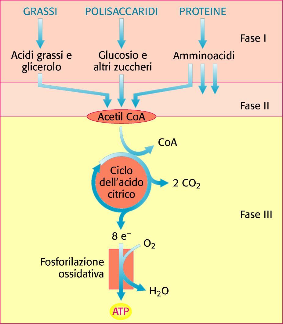 Le vie cataboliche convergono verso pochi intermedi comuni Il catabolismo aerobico dei chemioeterotrofi consiste di tre fasi: Fase 1: i nutrienti sono degradati ad amminoacidi, monosaccaridi,