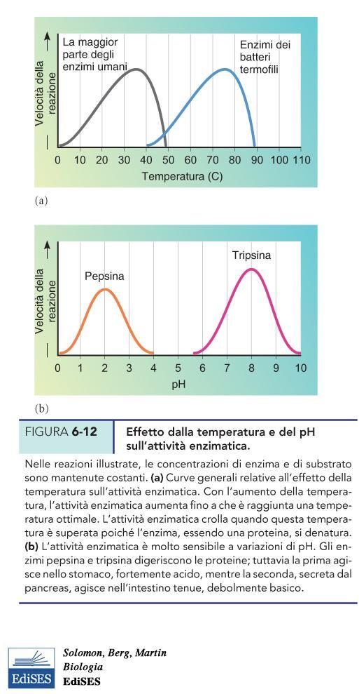 Effetto della temperatura e del ph