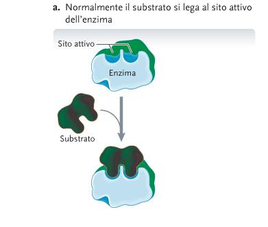 Inibizione