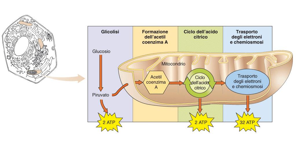 Il piruvato entra nei mitocondri : simporto piruvato-h+ La sua ossidazione