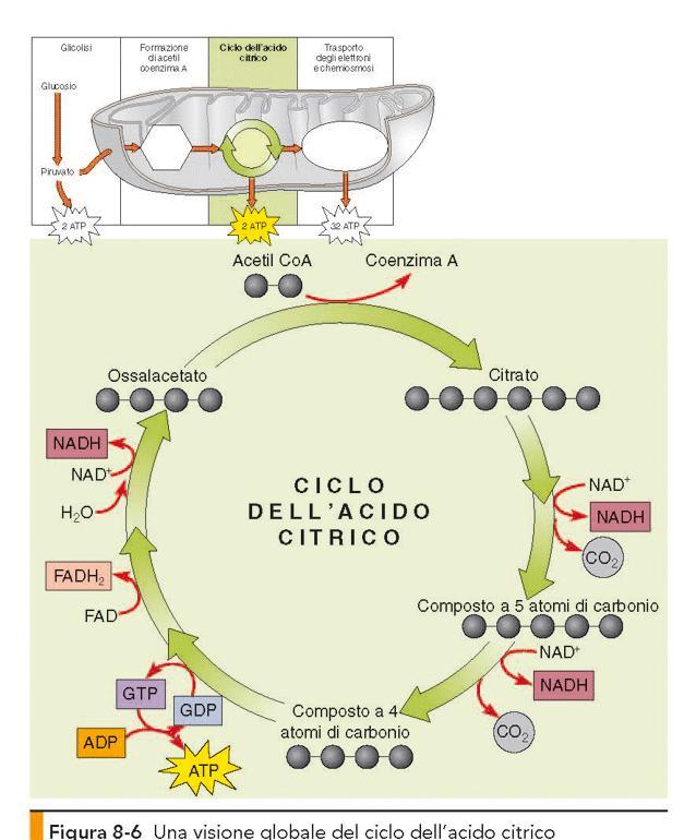 Matrice mitocondriale: NEL CICLO DI KREBS SI FORMANO 2CO 2 (DERIVANTI DAI 2 C DELL ACETILE),