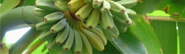 Banane mature a