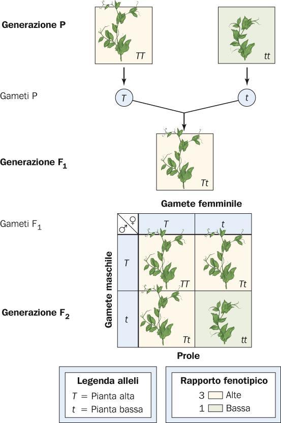 Mendel scelse delle linee pure che differivano per un unico carattere ed effettuò incroci reciproci delle piante genitrici (generazione P).