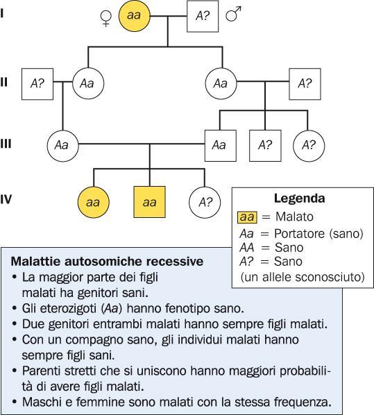 Alcune malattie genetiche dell uomo sono autosomiche recessive Esempi di malattie genetiche