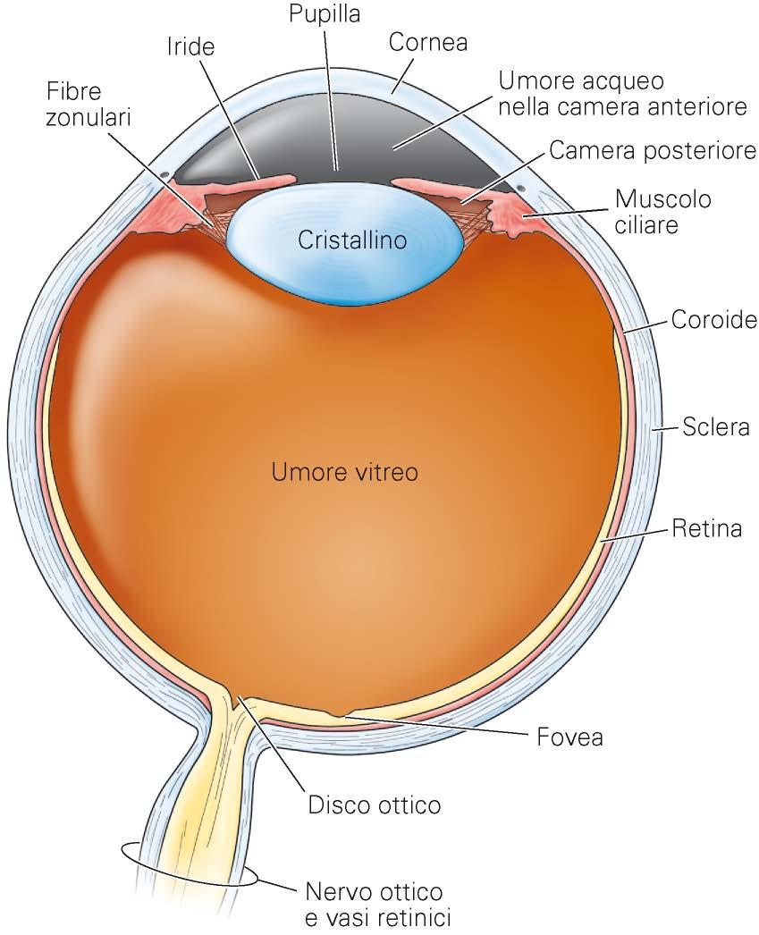 Occhio: retina Retina: neuroni sensibili a luce; trasmissione stimoli visivi a altre componenti SNC (parte del