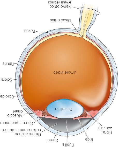 Occhio: retina Retina neurale: - 5 tipi cellulari neuronali: fototrasduzione e trasmissione