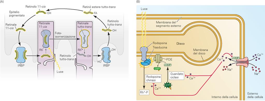 Fototrasduzione: adattamento Arrestina Riciclaggio fotopigmento: ruolo epitelio pigmentato