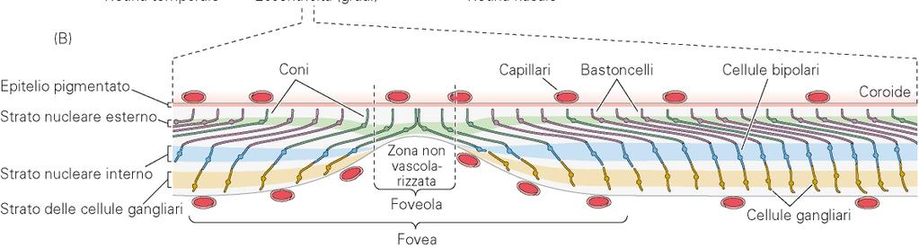 Fotoreccettori Foveola: assenza di vascolarizzazione e spostamento coni verso periferia (bastoncelli assenti): - accesso diretto fotoni a