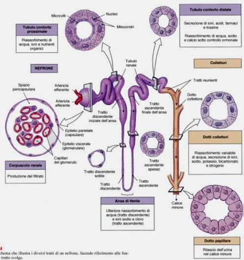 Unità MORFOFUNZIONALE del RENE Costituito da: - CORPUSCOLO RENALE con GLOMERULO ARTERIOSO e CAPSULA DI BOWMAN - TUBULO PROSSIMALE, con PORZIONE