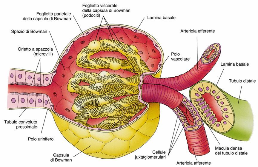 CORPUSCOLO RENALE È di forma SFERICA Presenta un POLO VASCOLARE (Arteriole AFFERENTE ed EFFERENTE) ed un POLO URINIFERO (Tubulo Prossimale del Nefrone) Al suo interno contiene il GOMERULO ARTERIOSO,