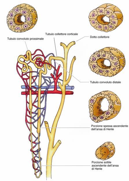 TUBULI DEL NEFRONE e TUBULI COLLETTORI TUBULO PROSSIMALE: Epitelio Prismatico (Cubico o Cilindrico Basso) Monostratificato con Microvilli (ORLETTO A SPAZZOLA) e molti MITOCONDRI nella Porzione